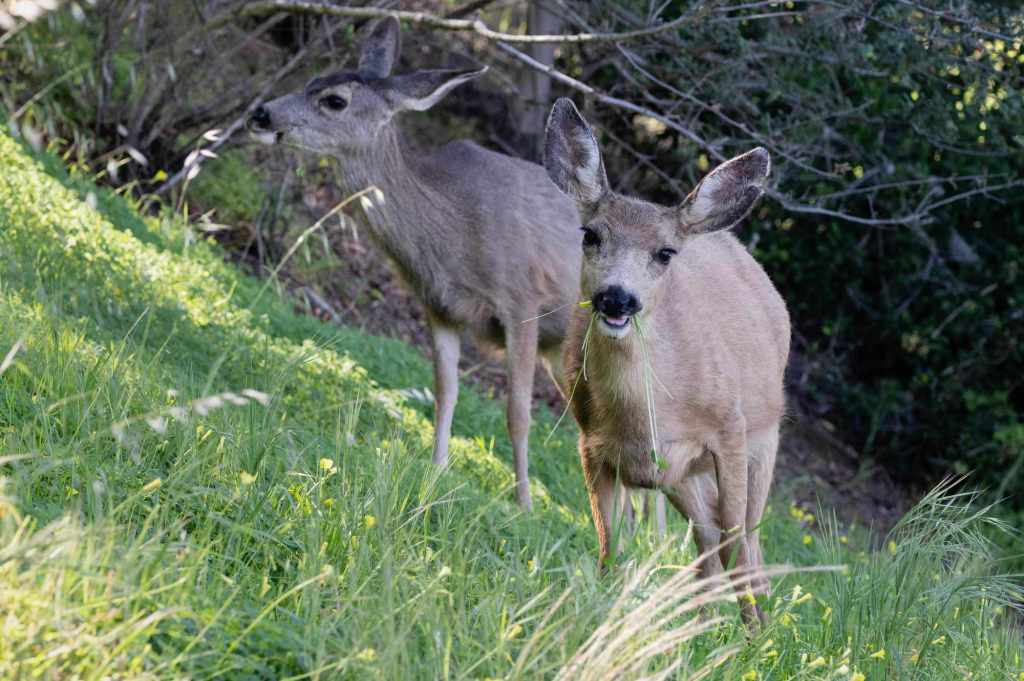 Deer eradication plan on Catalina Island is challenged in LA Superior Court – Daily News