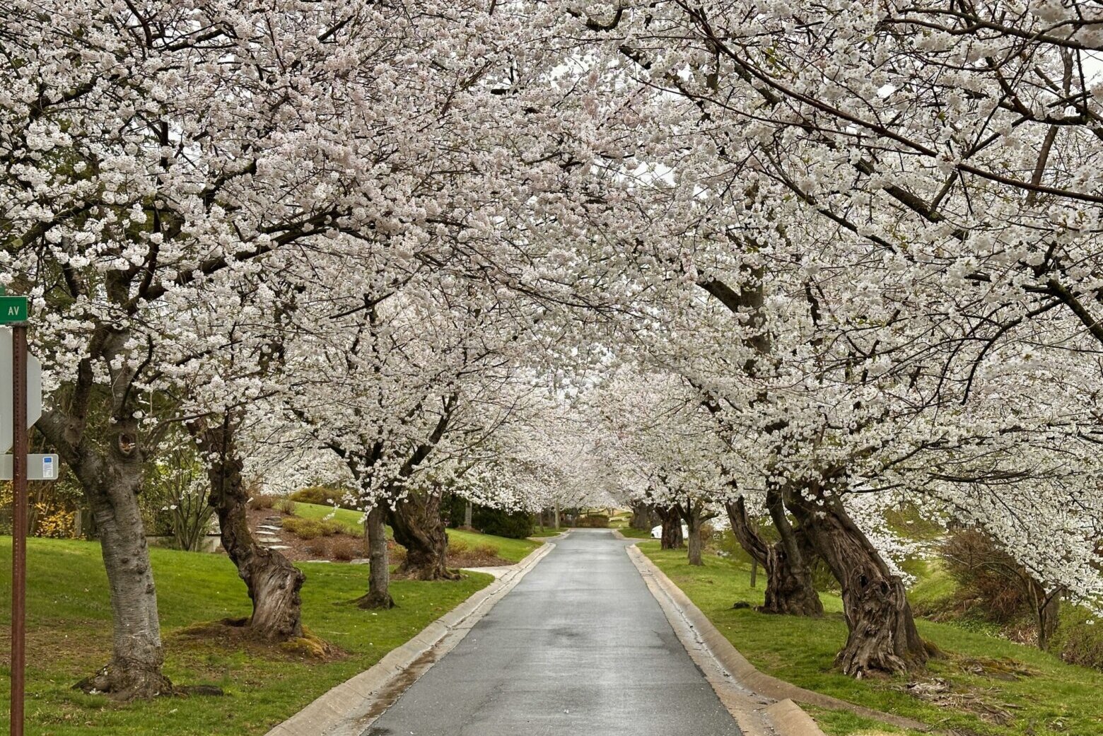 See cherry blossoms without the tourists, traffic or long lines