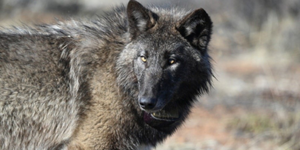 Gray wolf tracked in Sequoia National Park for first time in 100 years
