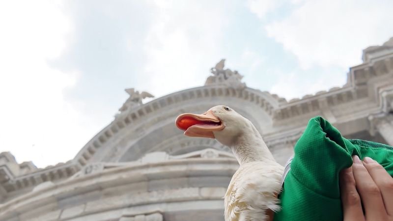 El pato Merlín, la mascota no oficial de México
