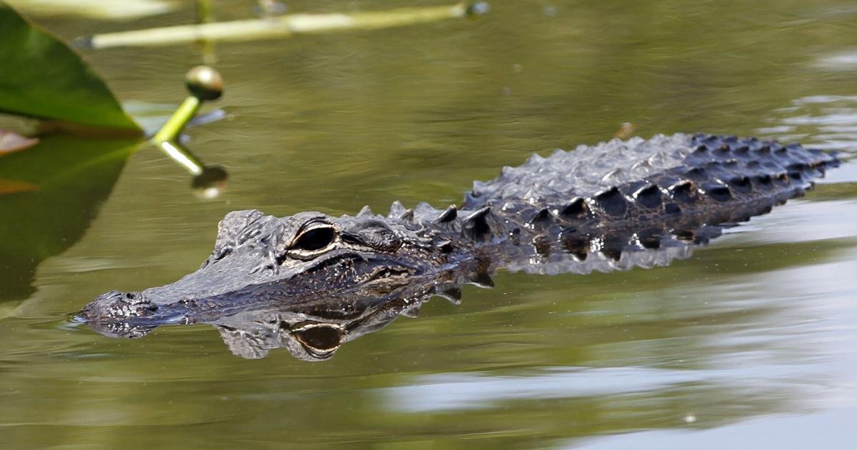Rescued Ridglan Farms dog believed to have been killed by alligator in Florida | News