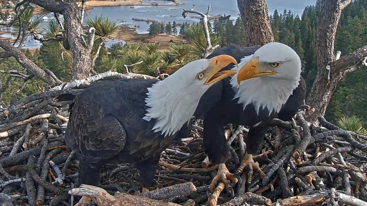 Big Bear eaglet Sandy took a scary tumble. See how she’s doing