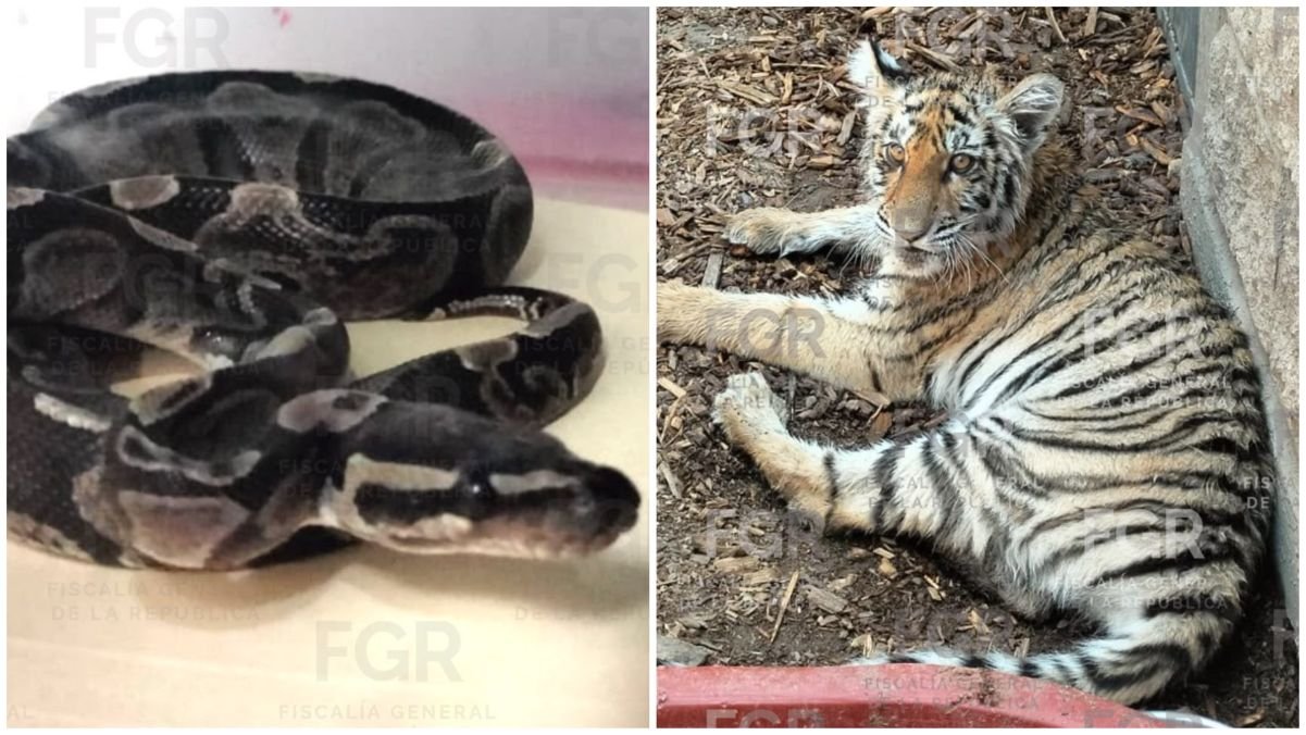 Aseguran tigre, cocodrilo y pitón bola en Jalisco