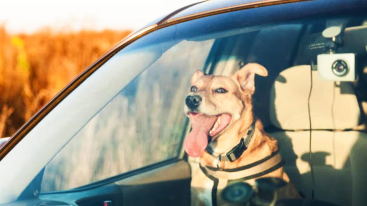 Las altas temperaturas pueden ser un peligro para sus mascotas. Lo que pueden hacer para mantenerlas seguras | Video | Univision Chicago WGBO
