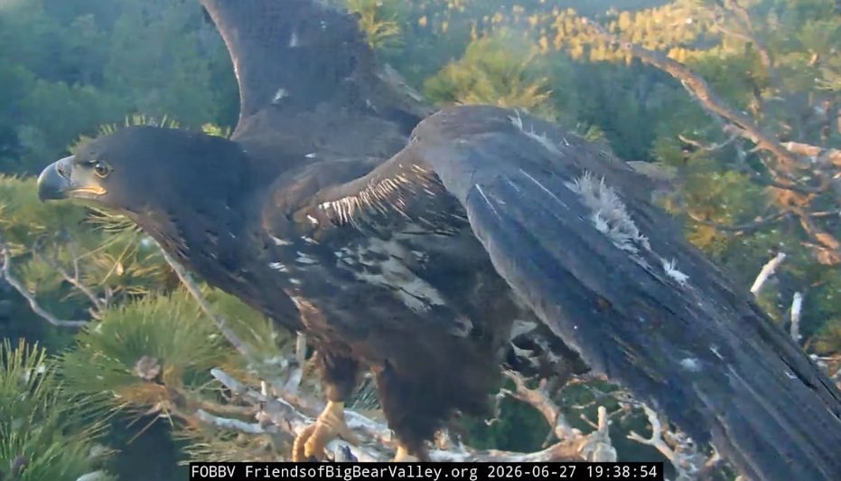 Big Bear eaglet ‘Sandy’ takes her first flight after steep fall from tree – San Bernardino Sun