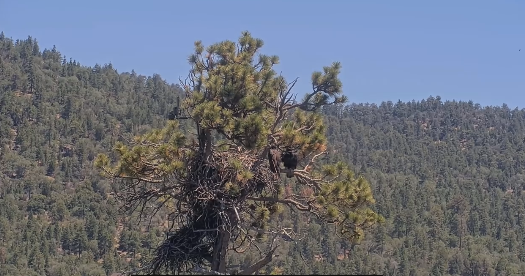 Big Bear eaglet falls from tree on livestream; Activist organization remaining “positive” she’s OK