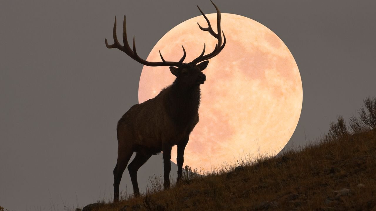The Full ‘Buck Moon’ Is Approaching—Here’s What It Means for Every Star Sign