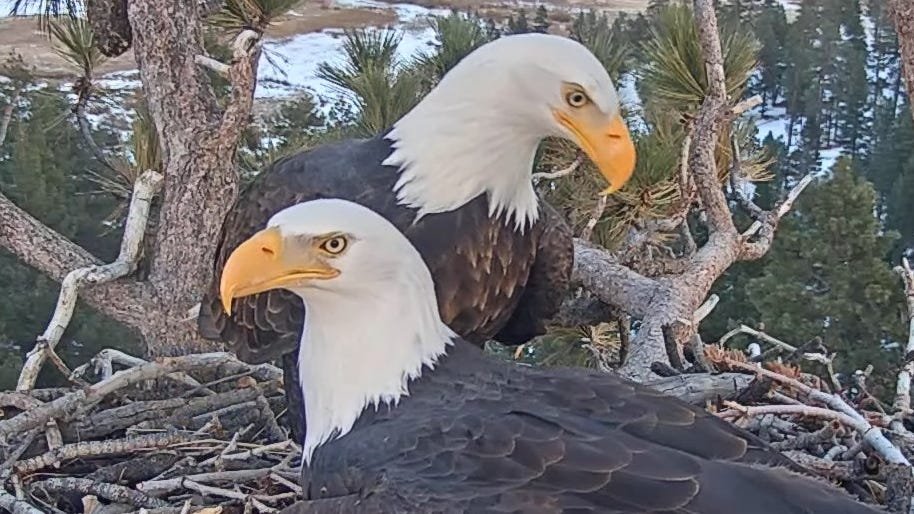 Will Shadow wait? Jackie fans worry bald eagle may soar without her