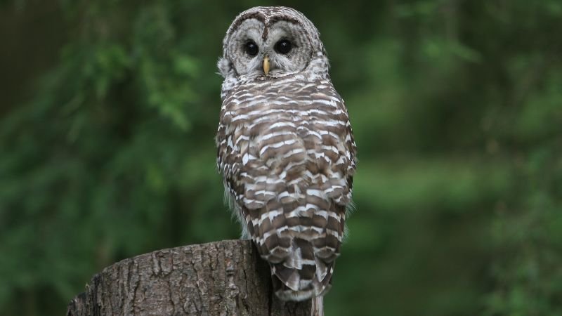 Trump administration opens endangered species’ habitats to development, reversing 50 years of environmental law