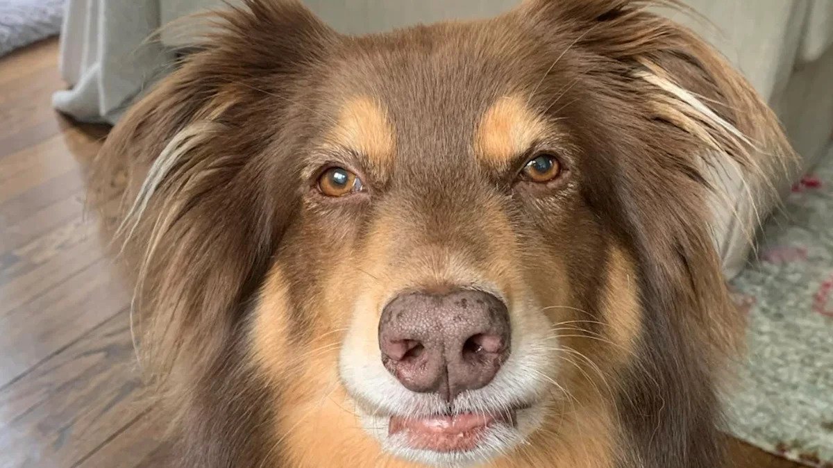 Amanda Seyfried Knows The Special Love Of A Rescue Dog: ‘Completely Changed My Life’