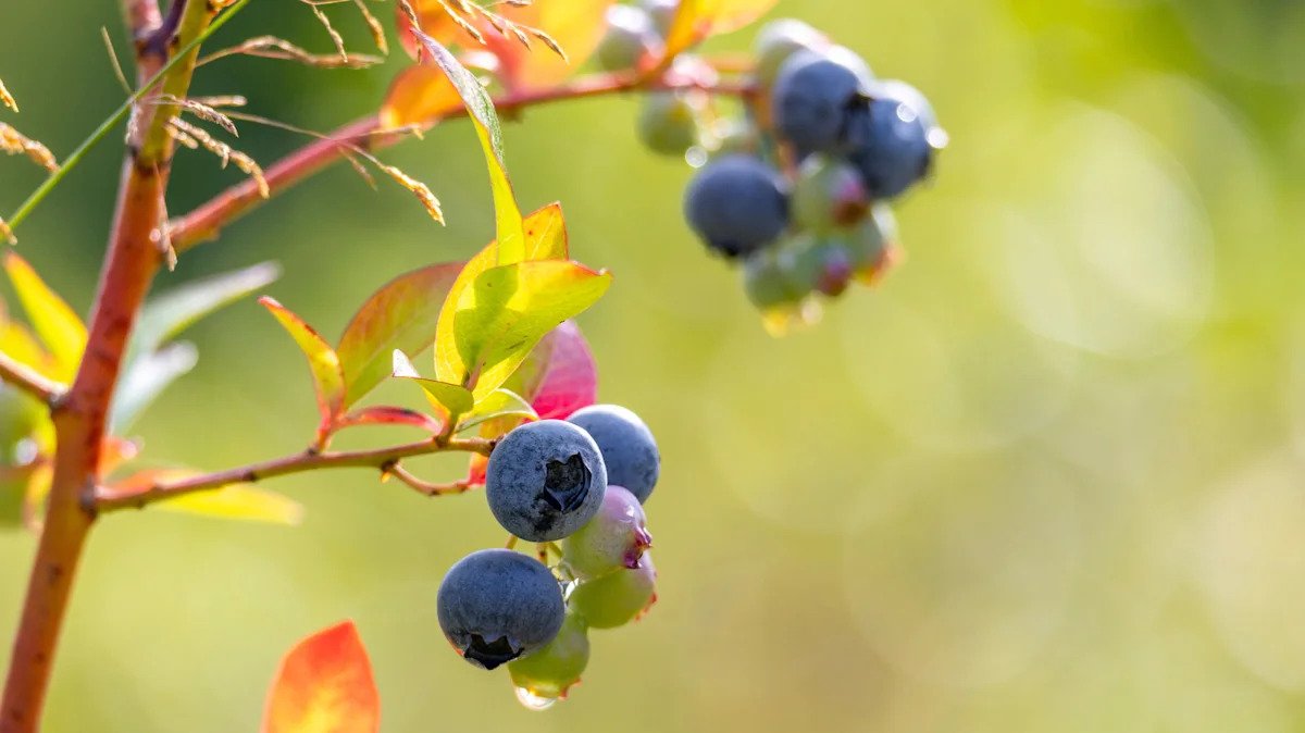 The Summer Berry Tree Colorado Pollinators Love